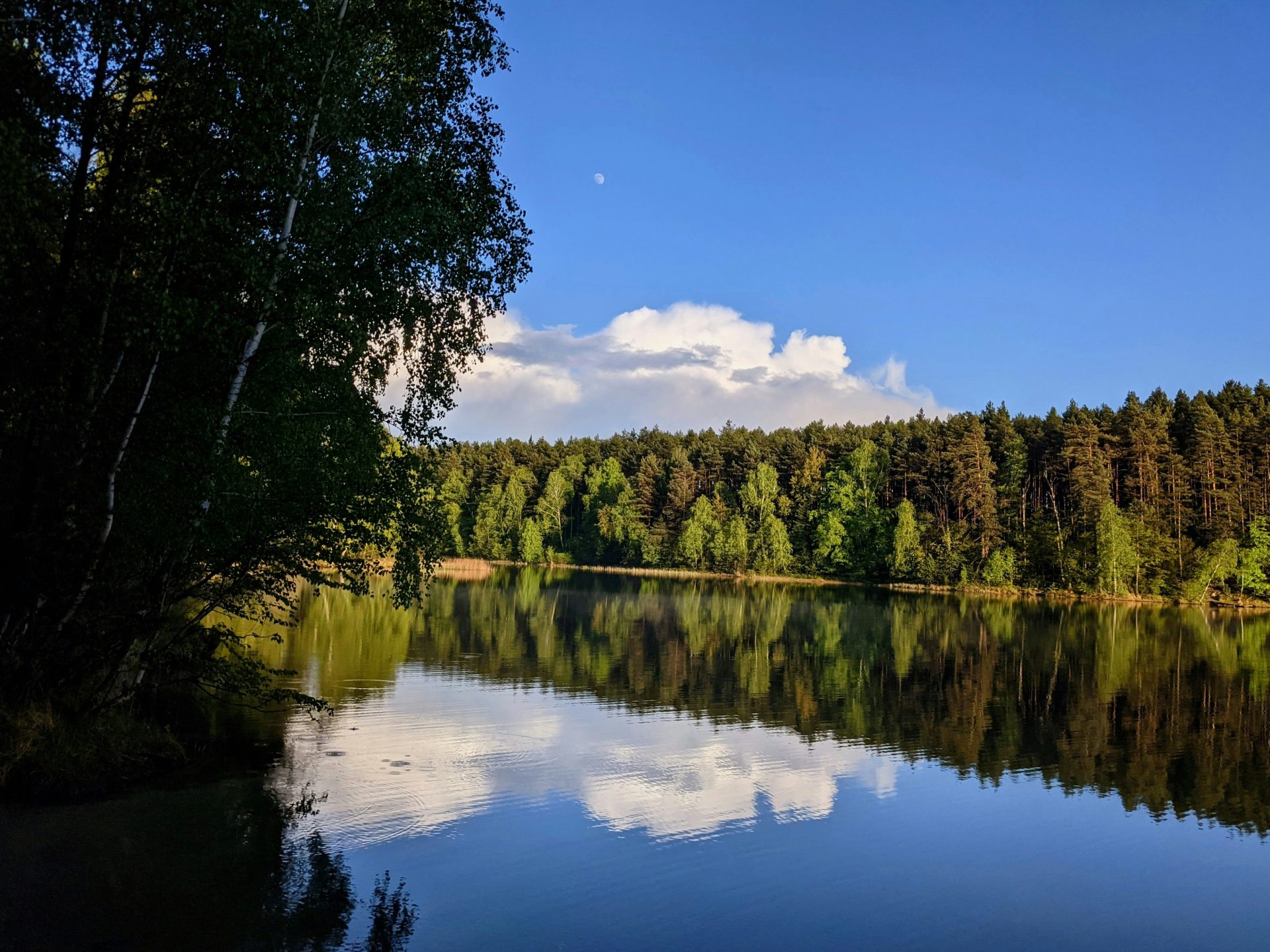 green trees beside river under blue sky during daytime